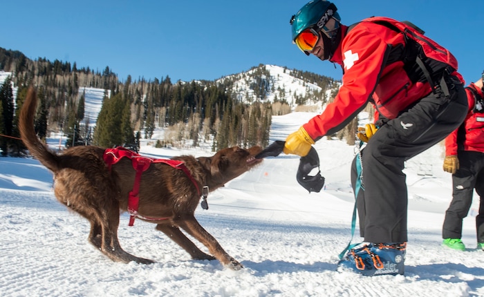 (Rick Egan  |  The Salt Lake Tribune)       Solitude Avalanche dog Joni plays with her handler, Jasper Anderson, Thursday, March 5, 2020.