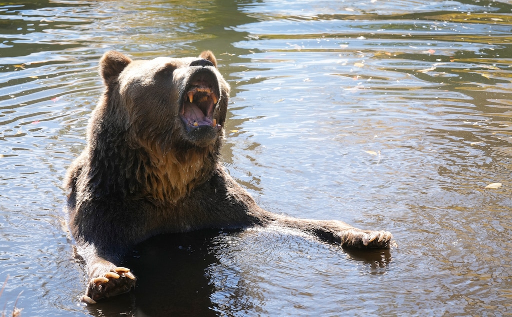 (Bethany Baker  |  The Salt Lake Tribune) The grizzly bear Tank opens his mouth on command from Doug Seus at Seus's home in Heber City on Monday, Oct. 13, 2025.