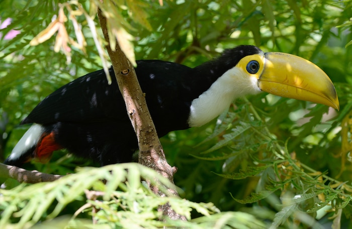 (Francisco Kjolseth  |  The Salt Lake Tribune)  Tracy Aviary has a variety of new birds, including three new baby Chilean Flamingos and a baby Toco Toucan, who's additional colors will come in as it ages. The Toco Toucan is the first the first ever to hatch at the aviary, after an incubation period of 19 days and an additional 50 days in a nest log till all of its feathers came in as seen on Tuesday, Aug. 14, 2018. 