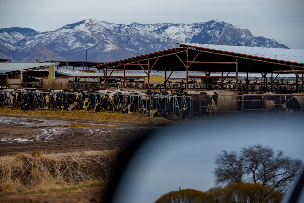 (Trent Nelson  |  The Salt Lake Tribune) NooSun Dairy, in Corinne on Monday, Feb. 3, 2025.