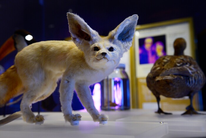 (Scott Sommerdorf | The Salt Lake Tribune) A small fox is shown inside a display showing the different adaptations animals have made for survival, part of a new exhibition at the Utah Museum of Natural History, Wednesday, Feb. 7, 2018. 
"Nature's Ultimate Machines" is the UMNH special exhibition exploring the workings of plants and animals and how they rely on finely-tuned natural devices to move, adapt and survive.