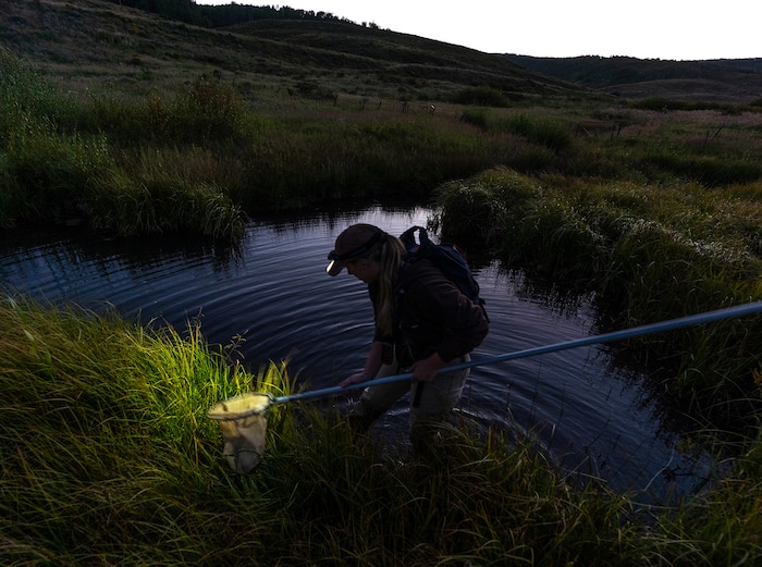 (Leah Hogsten | The Salt Lake Tribune) Kaitlyn Purington, a native aquatics biologist with the Utah Division of Wildlife Resources searches for boreal toads in the Bryant's Fork area of Strawberry Reservoir, March 1, 2022. Boreal toads donÕt draw the same attention as other native Utah species, but they play an important role in the state's high-altitude ecosystems. Lessons learned here could help bolster their populations throughout West.