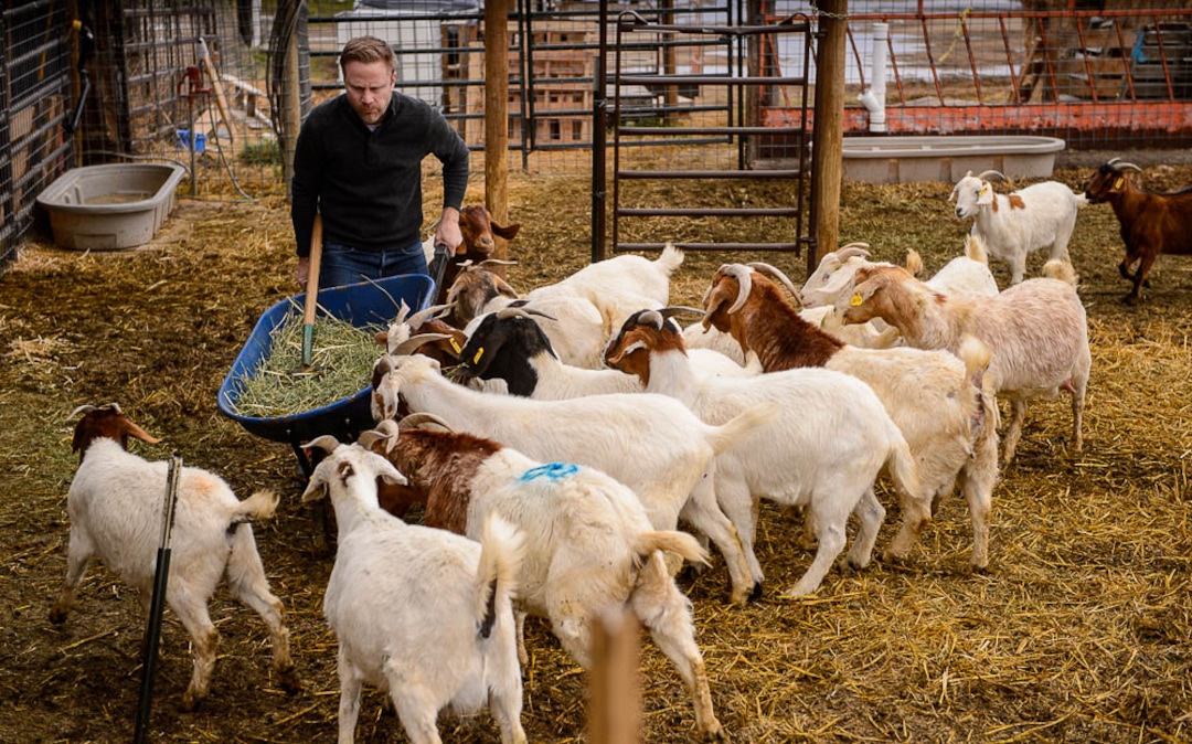 (Trent Nelson | The Salt Lake Tribune)
Volunteer Tristan Horne works a shift at the East African Refugee Goat Project, Saturday March 24, 2018.