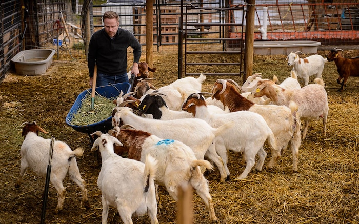(Trent Nelson | The Salt Lake Tribune)
Volunteer Tristan Horne works a shift at the East African Refugee Goat Project, Saturday March 24, 2018.