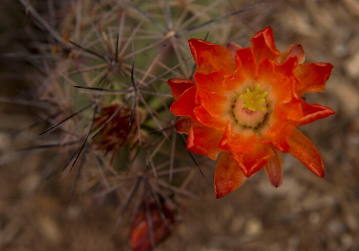 Leah Hogsten  |  The Salt Lake TribuneScarlet Hedgehog Cactus' bright orange flowers attract hummingbirds; zones 8-11. Red Butte Garden featured Water Conservation Garden is designed to demonstrate that beautiful gardens do not require heavy applications of water. The newly constructed 2017 three-acre garden will offer educational programs to teach people how to create their own water-wise landscapes.