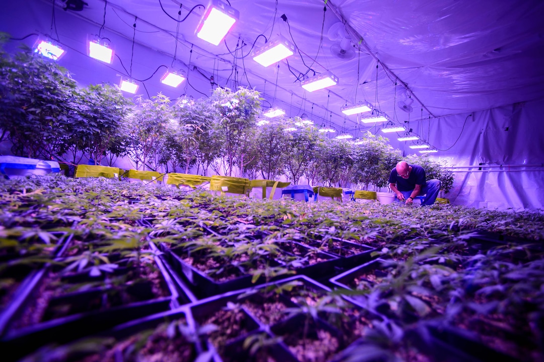 (Trent Nelson  |  The Salt Lake Tribune)  
Keith Keyser, founder of Moon Lake Farms, working with hemp seedlings in North Salt Lake on Friday July 12, 2019.