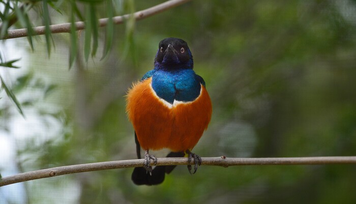 (Scott Sommerdorf | The Salt Lake Tribune)
A Supurb Starling in one of Tracy Aviary's new exhibits, Thursday, May 10, 2018.