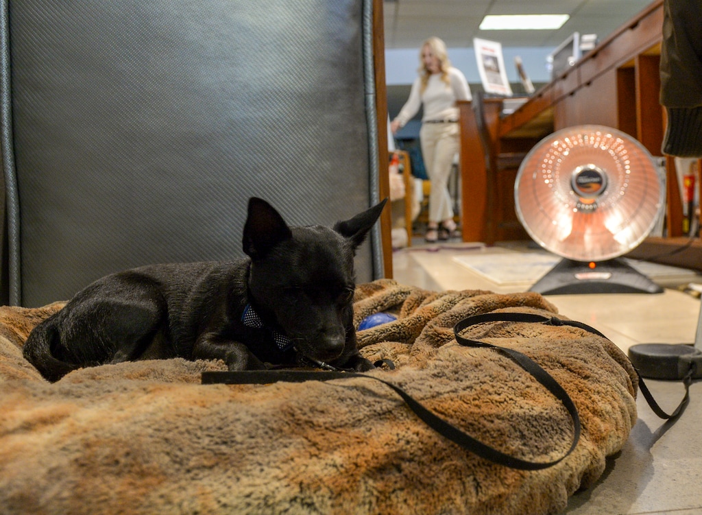 ( Leah Hogsten | The Salt Lake Tribune ) Griffin relaxes on his bed near a heat lamp behind the counter of his owner's Millcreek interior design store. Griffin, a one-eyed, 4-year-old Schipperke, was left at a Murray shelter after a horse kicked him in the face, fracturing his skill and severely damaging an eye. After vets discovered the dog also had cancer, Marsha Holfeltz committed to giving him hospice care.