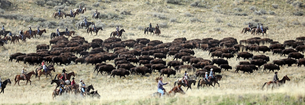 Riders on horseback herd bison during an annual roundup, Saturday, Oct. 27, 2018, on Antelope Island, Utah. Utah State Parks workers are moving the animals from across the island so they can be weighed, tagged and given health checkups. Antelope Island is on the Great Salt Lake, approximately 41 miles north of Salt Lake City. (AP Photo/Rick Bowmer)