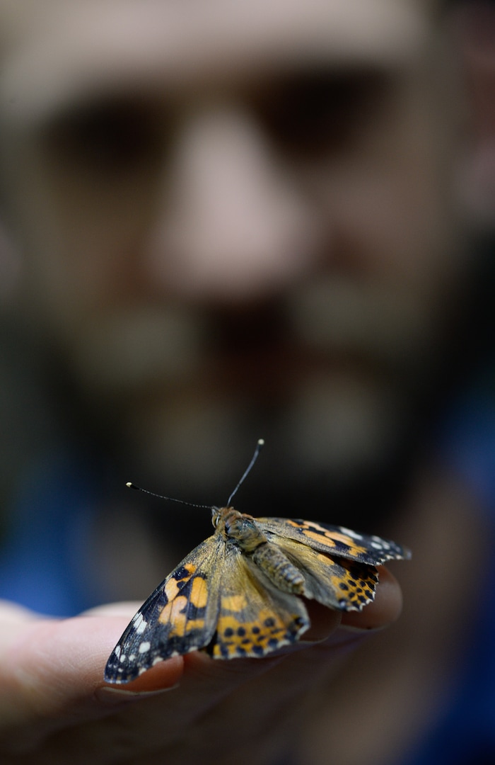 (Francisco Kjolseth  |  The Salt Lake Tribune)  Pat Theobald, an Aquarist at the Loveland Living Planet Aquarium holds a Painted Lady butterfly as part of their new exhibit in the Journey to South America gallery which opens to the public on Friday. In the Spring they plan to add more species to the exhibit.