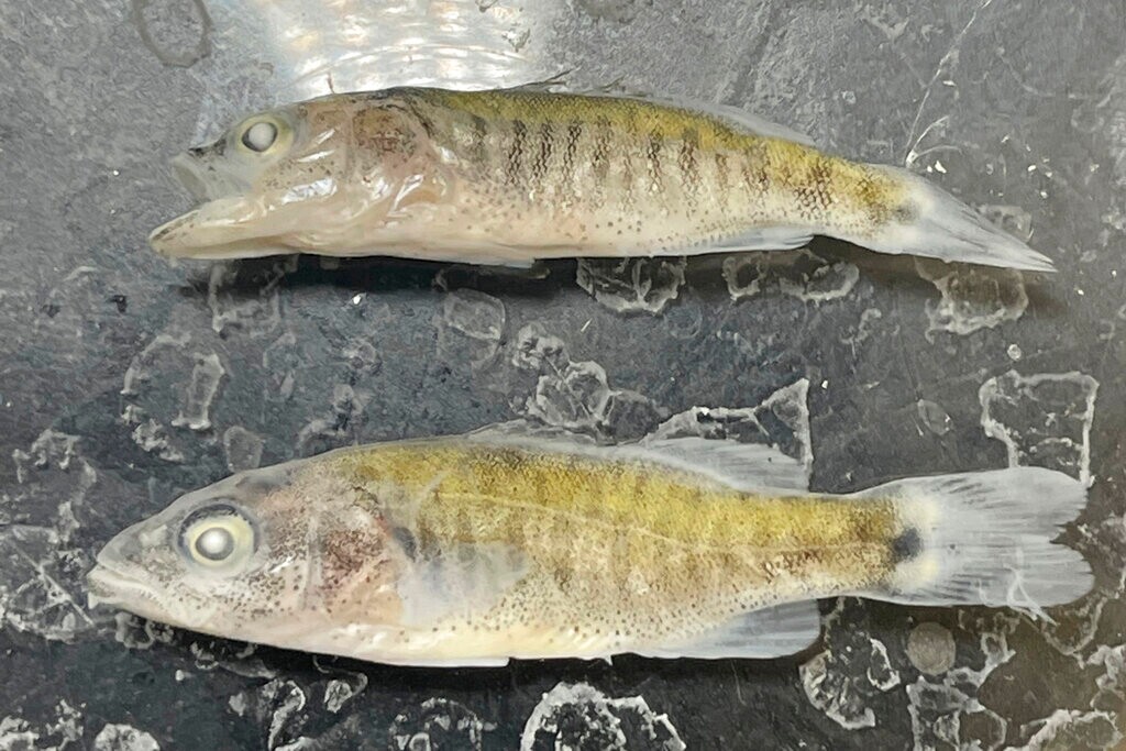 (Jeff Arnold/National Park Service via AP) Juvenile smallmouth bass sit at a National Park Service laboratory near Page, Ariz., July 1, 2022. Confirming their worst fears for record-low lake levels, NPS fisheries biologists have discovered that smallmouth bass, a non-native predator fish, has made its way through Glen Canyon dam and appear to have spawned in the lower Colorado River, where it can prey on humpback chub, an ancient native fish they have been working to reestablish.