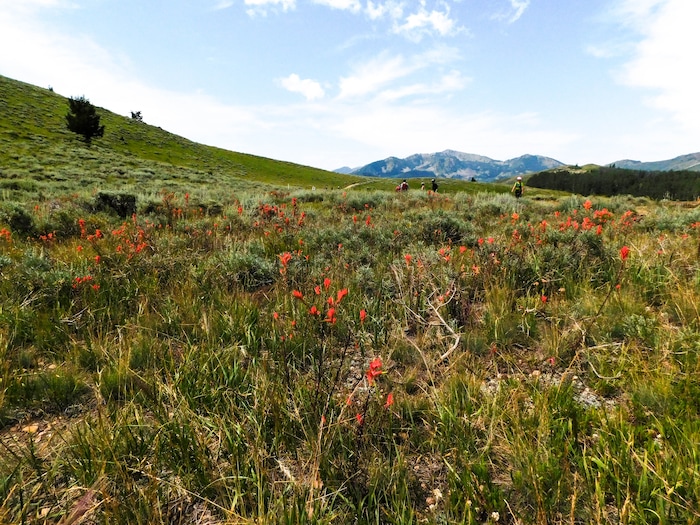 (Erin Alberty|The Salt Lake Tribune) The Ontario Trail winds down the mountains from the top of the Sterling Express lift to Bald Mountain at Deer Creek Resort. Photo taken Aug. 6, 2017.