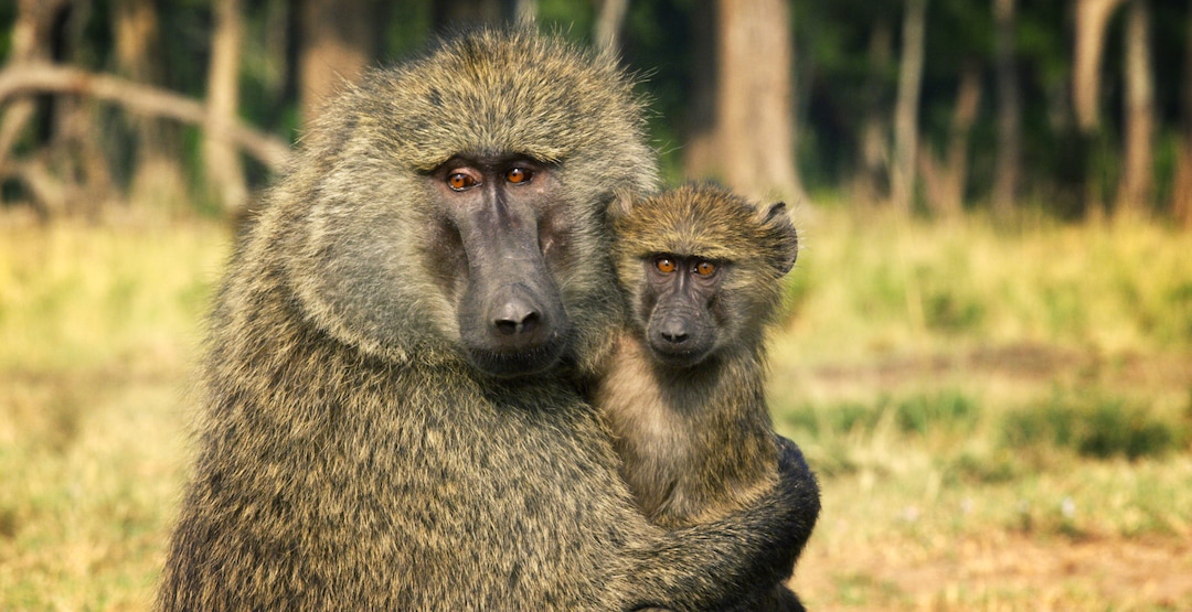(Photo courtesy Discovery) There are a bunch of baboons in “Serengeti.”