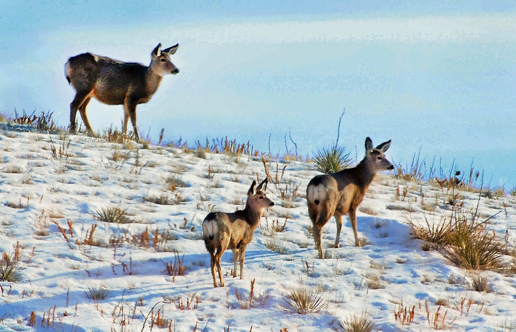 (Steve Allison/Miles City Star via AP, File) This March 12, 2010 file photo shows deer seeking foliage in retreating snow in grasslands near Miles City, Mont. This area is typical of other grasslands and similar tracts that are included in a policy by acting U.S. Interior Secretary David Bernhardt, who is ordering federal land managers to give more consideration to public access concerns when selling or trading public land. The executive Thursday, March 21, 2019 order comes amid longstanding complaints that millions of acres of state and federal land in the American West can be reached only through private property or small slivers of public land.