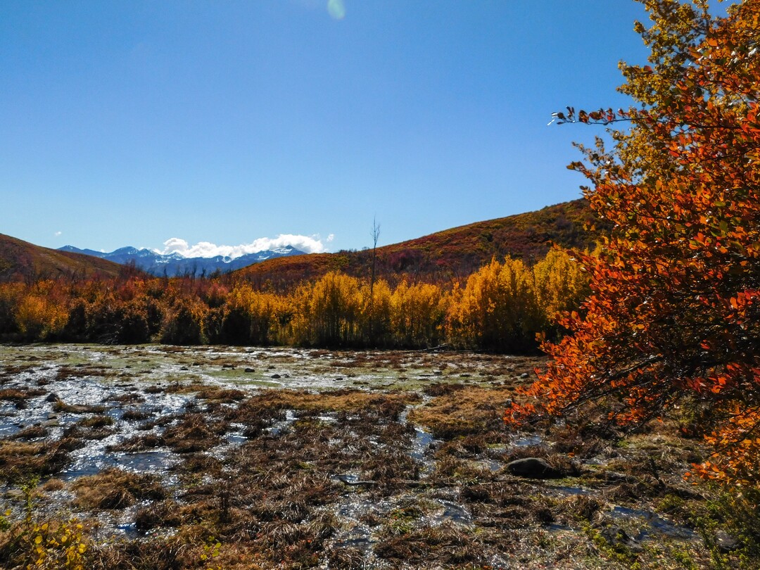 (Erin Alberty|The Salt Lake Tribune) Maples, oak and aspen line Cascade Springs with fall color on Oct. 9, 2017 in Wasatch County.