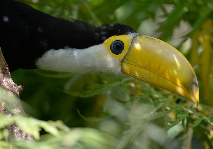 (Francisco Kjolseth  |  The Salt Lake Tribune)  Tracy Aviary has a variety of new birds, including three new baby Chilean Flamingos and a baby Toco Toucan, who's additional colors will come in as it ages. The Toco Toucan is the first the first ever to hatch at the aviary, after an incubation period of 19 days and an additional 50 days in a nest log till all of its feathers came in as seen on Tuesday, Aug. 14, 2018. 