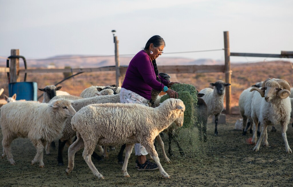 Darlene Yazzie tends to her livestock outside her home near Dennehotso, Arizona, on Sept.18, 2020. There are no mailboxes or mail carriers in Dennehotso or any of the other Navajo communities that dot the mesas and scrublands of northeastern Arizona, and an envelope sent from here to anywhere else in the state travels hundreds of miles through Albuquerque and Phoenix first. (Sharon Chischilly/The New York Times)