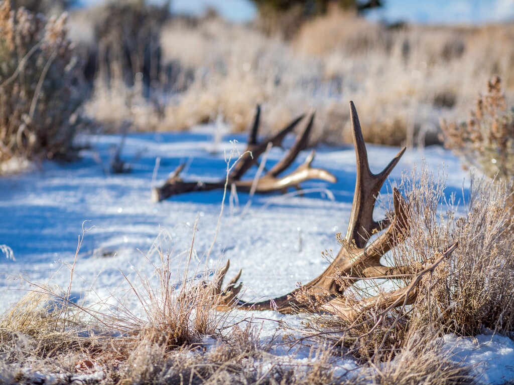(Courtesy Utah Division of Wildlife Resources) You must complete a free online course before gathering shed antlers in Utah. The course is available at wildlife.utah.gov/shedantler.
