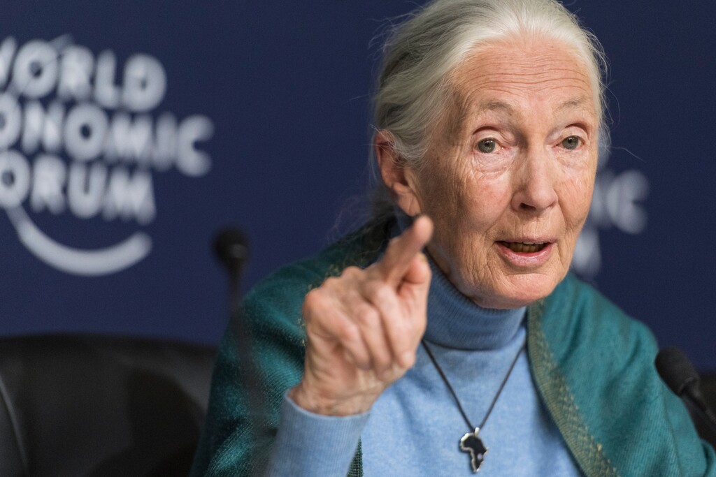 (Alessandro della Valle/Keystone via AP, File) In this Jan. 22, 2020, file photo Jane Goodall, English primatologist and anthropologist, addresses the media during a news conference as part of the 50th annual meeting of the World Economic Forum (WEF) in Davos, Switzerland. Goodall has been named the winner of the 2021 Templeton Prize.