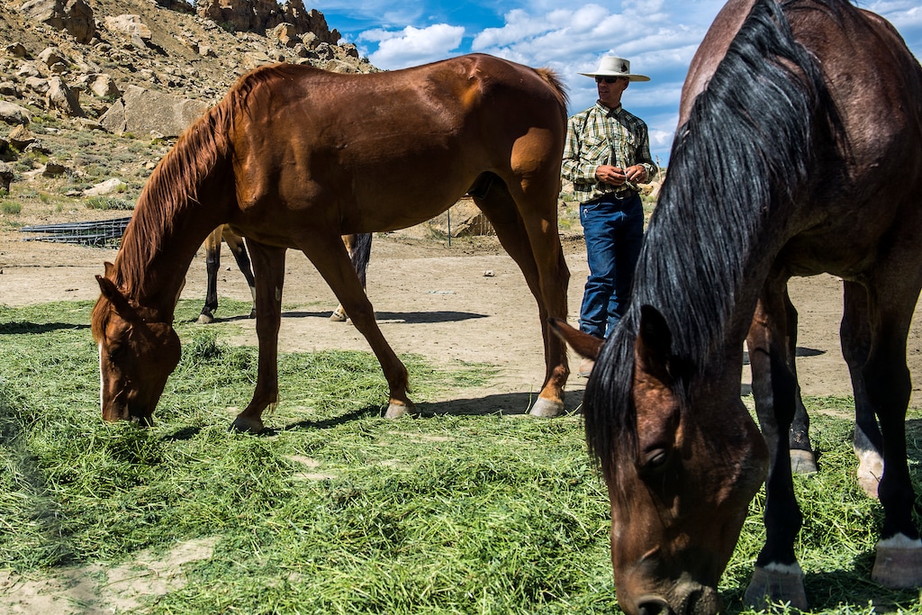 Chris Detrick | The Salt Lake Tribune
Dave Treanor works with his horses in Escalante Wednesday July 29, 2015. Erin and Dave Treanor own Rising DT Ranch Horse Tours and provide horseback tours around the Grand Staircase National Monument.