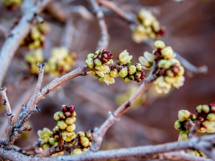 Erin Alberty  |  The Salt Lake Tribune

Buds prepare to bloom March 12, 2017 along the Babylon Arch trail in the Red Cliffs Desert Reserve near Leeds.