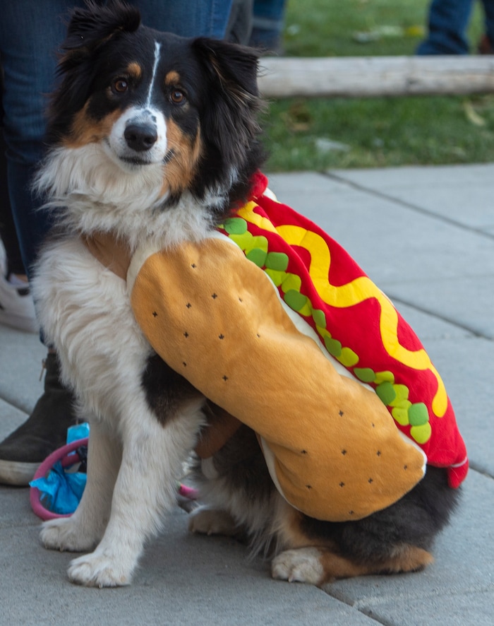 (Rick Egan  |  The Salt Lake Tribune)     Emily Hartmann dressed Shelby as a hot dog for "Dog Days in the Maze", at Wheeler Farm, Monday, Oct. 26, 2020.