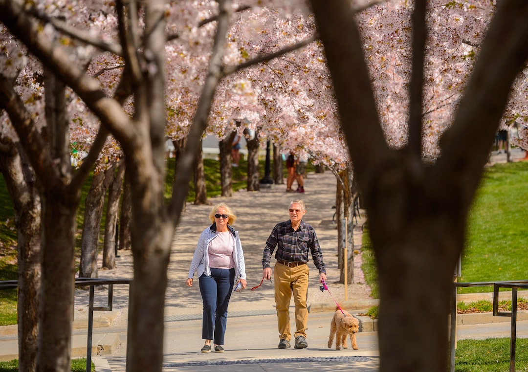 (Trent Nelson  |  The Salt Lake Tribune) People take in the cherry blossoms surrounding the state Capitol in Salt Lake City on Saturday, April 11, 2020.