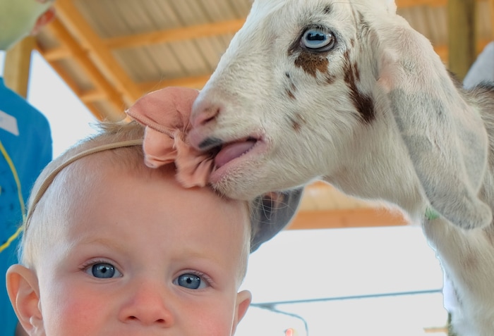 (Leah Hogsten | The Salt Lake Tribune) A 4-week-old kid  chews the head band of Eliza Dunn during the Baby Animal Festival and Tulip Field Festival at Cross E Ranch, April 23, 2021.The festival runs unlil May 8.