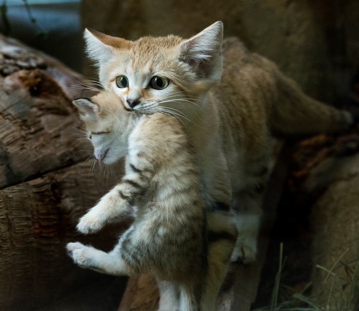 (Rick Egan  |  The Salt Lake Tribune)   Desiree, and Arabian Sand Cat, carries one of her 5-week -old babies back to it's shelter, at the Hogle Zoo. Thursday, June 7, 2018.
