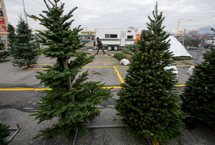 (Steve Griffin  |  The Salt Lake Tribune) Lucas  Brown sets up a J & T Christmas Tree lot at 7200 south 900 east in Middle, Utah Monday November 20, 2017. Utah Christmas tree lots will have less stock and higher prices this year due to a regional shortage of Christmas trees.