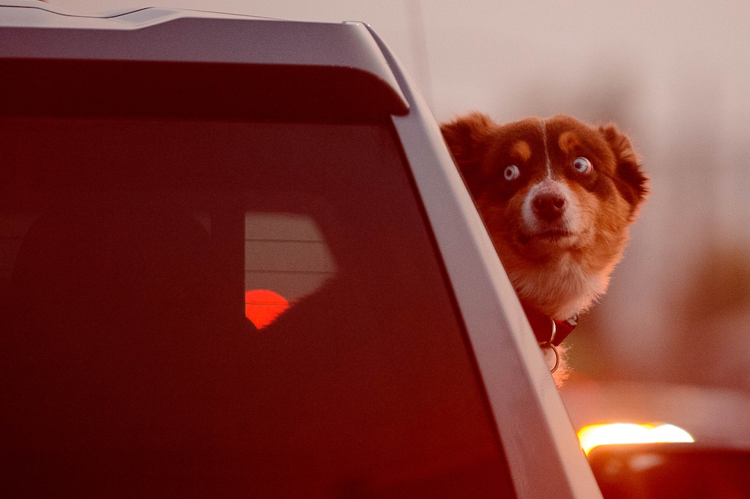 (Trent Nelson  |  The Salt Lake Tribune) A dog in a truck flying a Trump flag as Vice President Mike Pence and Sen. Kamala Harris prepare to debate at Kingsbury Hall in Salt Lake City on Wednesday, Oct. 7, 2020.