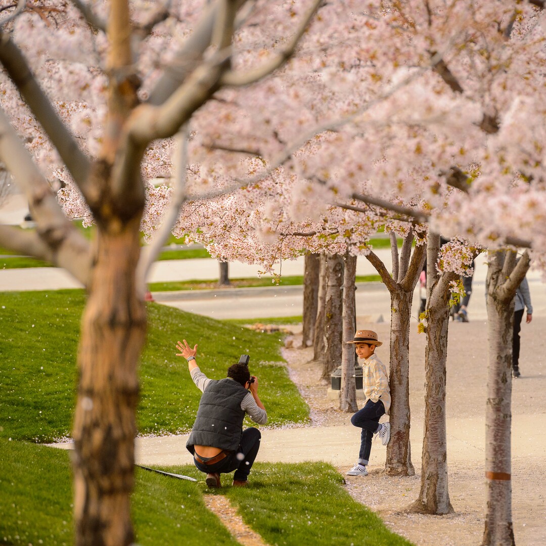 (Trent Nelson  |  The Salt Lake Tribune) Crowds of people take in the cherry blossoms surrounding the state Capitol in Salt Lake City on Saturday, April 11, 2020.