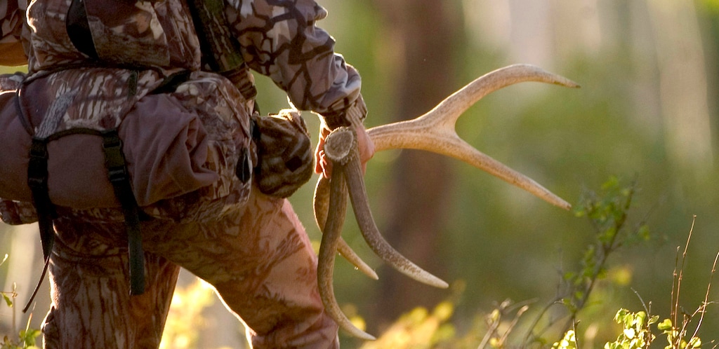 Al Hartmann  |  Thge Salt Lake Tribune Elk hunter uses an elk rack to knock against trees to mimic the sound of a bull elk during a fall hunt on the Bears Ears country in San Juan County.  The area is included for a proposed Bears Ears National Monument.