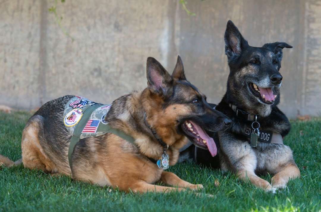 (Rick Egan | The Salt Lake Tribune) Geli and Mazzie, veteran military canines rescued from Kuwait, are photographed Wednesday, Aug. 28, 2019. The dogs were rescued part of an effort to save dogs abandoned by the U.S. military after their handlers return home from duty.