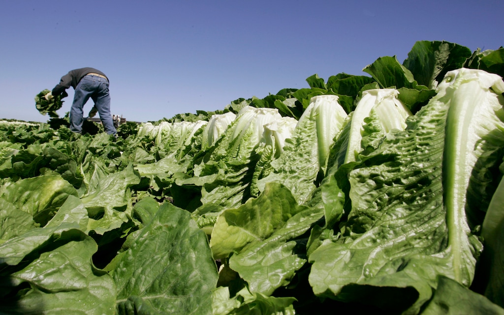(Paul Sakuma | The Associated Press) In this Aug. 16, 2007, file photo a worker harvests romaine lettuce in Salinas, Calif. Few rules are on the books that require preventive steps to make many foods, produce in particular, safer. The FDA now hopes to change that through sweeping rules designed to more closely track how growers, packers, shippers, distributors and retailers handle the produce Americans eat as it courses from the farm to consumer's tables.