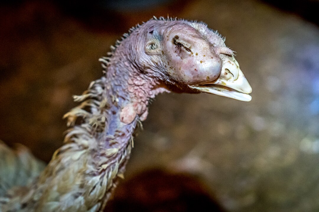 (Courtesy Wayne Hsiung)   Turkeys are seen at a Norbest farm near Moroni, Utah. The photos were taken by activists from Direct Action Everywhere.