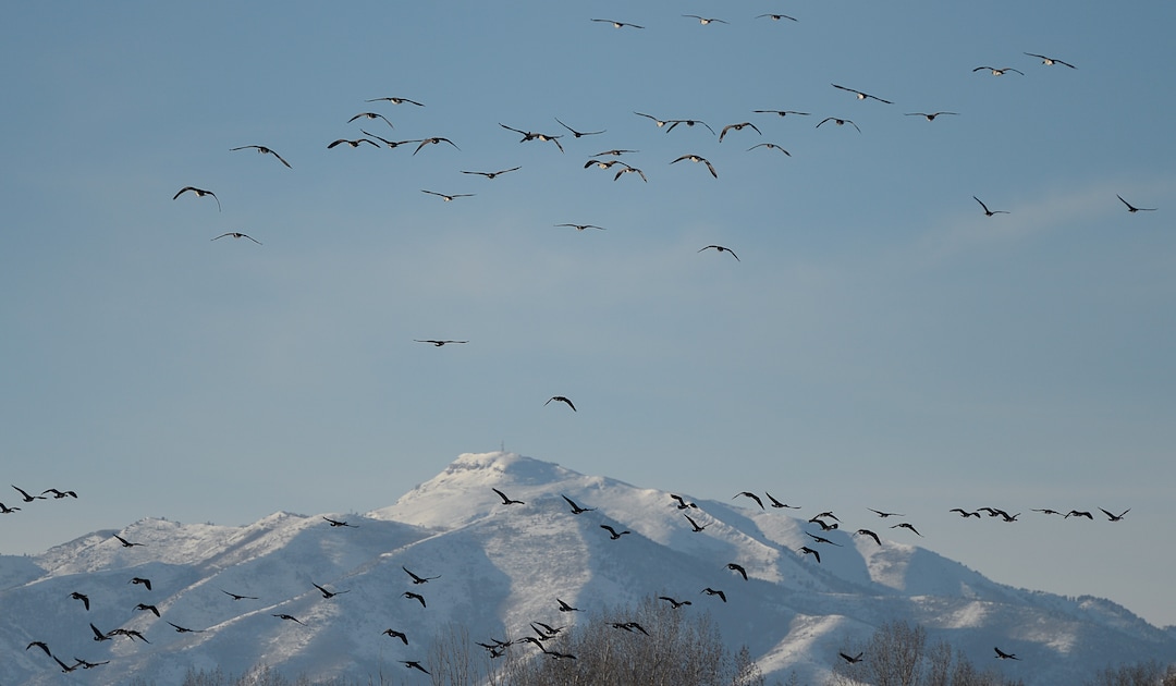 (Francisco Kjolseth  |  The Salt Lake Tribune)  A large group of Canada geese are stirred into the sky with the presence of a bald eagle as Audubon members walk a long stretch of the Jordan River from Bangerter Highway to South Jordan on New Year's Day counting birds as part of the annual survey, now its 119th year, done by multiple members across Utah.