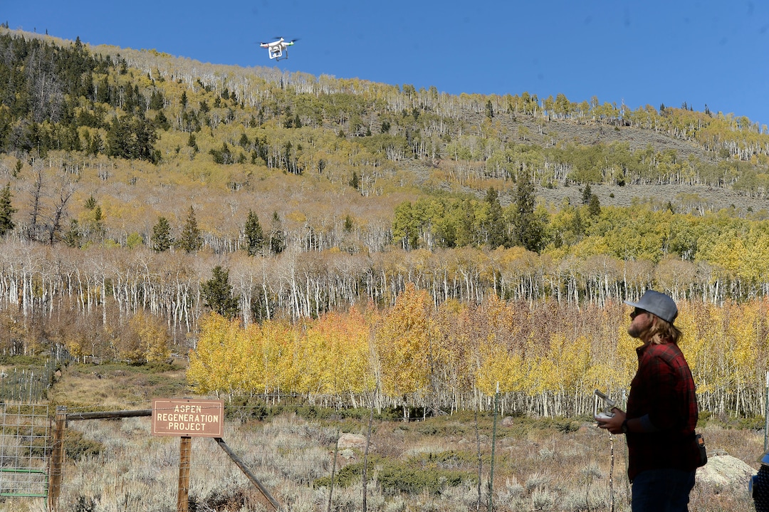 (Al Hartmann  |  The Salt Lake Tribune)     
At 106 acres, Pando is the largest known aspen clone, and the most massive living thing known on earth. Its trees are united by a single root system. Scientists say deer are voraciously eating Pando's new sprouts, preventing the clone from regenerating. It could deteriorate beyond recovery in less than 20 years, they warn.