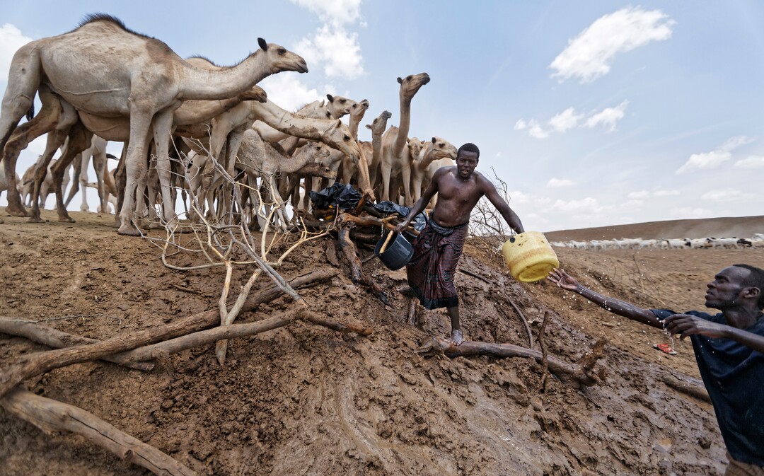 (Ben Curtis  |  AP Photo) Camel herders scoop up water in plastic buckets from one of the few watering holes in the area, to water their animals near the drought-affected village of Bandarero, near Moyale town on the Ethiopian border, in northern Kenya, Friday, March 3, 2017. The U.N. humanitarian chief, Stephen O'Brien, toured Bandarero village on Friday and called on the international community to act to "avert the very worst of the effects of drought and to avert a famine to make sure we don't go from what is deep suffering to a catastrophe."