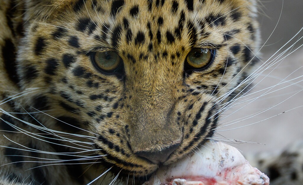 (Francisco Kjolseth  |  The Salt Lake Tribune)  A report came out on Monday, May 6, 2019, that says one million different species are in imminent danger of extinction several of which are represented at Hogle Zoo like Jilin the Amur Leopard seen chewing on a bone recently. 