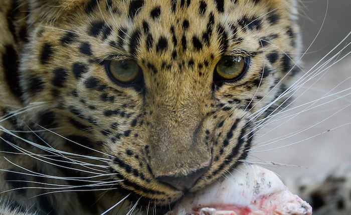 (Francisco Kjolseth  |  The Salt Lake Tribune)  A report came out on Monday, May 6, 2019, that says one million different species are in imminent danger of extinction several of which are represented at Hogle Zoo like Jilin the Amur Leopard seen chewing on a bone recently.