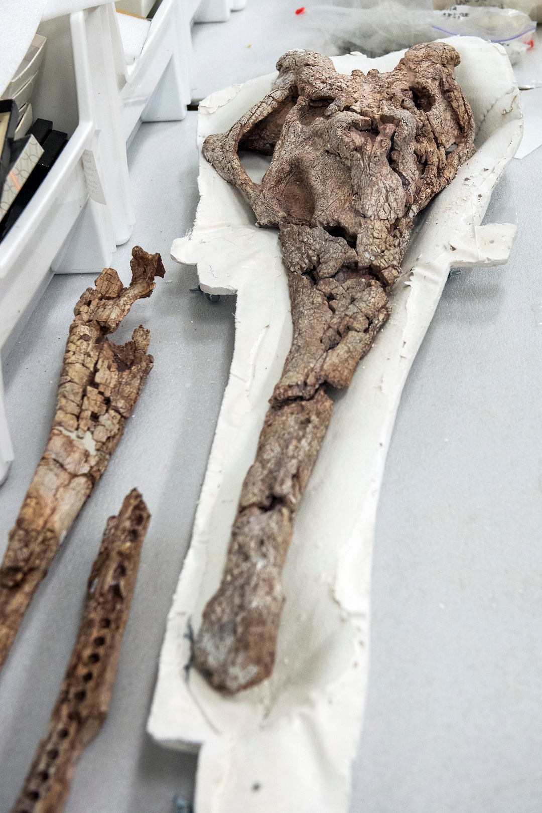 (Chris Detrick  |  The Salt Lake Tribune)  Part of a 210 million-year-old Phytosaur skull discovered in Indian Creek at the Natural History Museum of Utah.