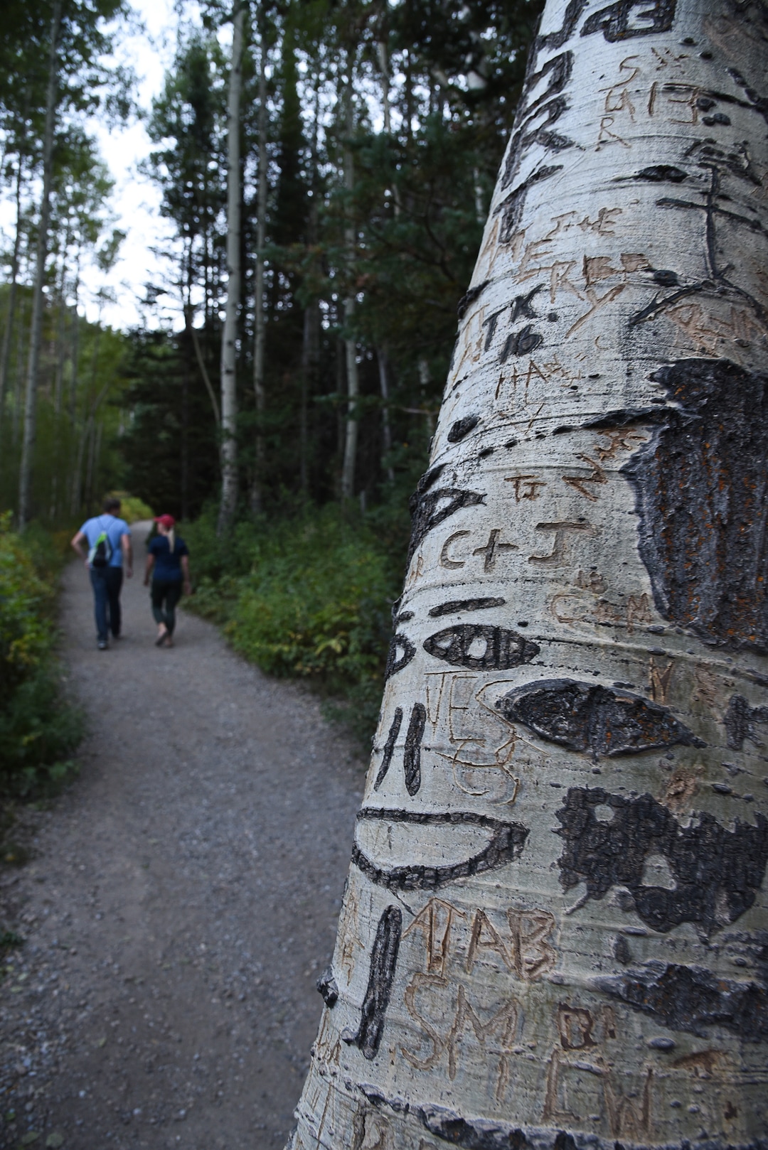 (Francisco Kjolseth  |  The Salt Lake Tribune)  Trees are carved extensively along the popular Donut Falls trail on Friday, Aug. 31, 2018, in Big Cottonwood Canyon which draws regular crowds.