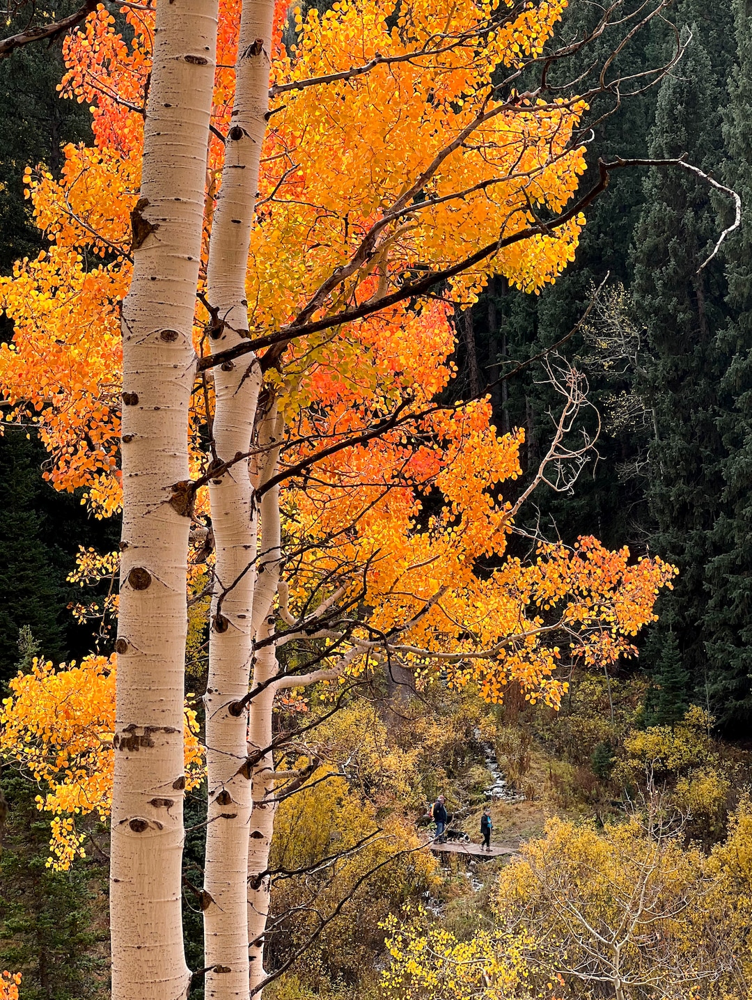 (Francisco Kjolseth | The Salt Lake Tribune) Trees explode with fall color as people make their way along the Red Pine Road Trail at the top of Millcreek Canyon on Thursday, Oct. 7, 2021.