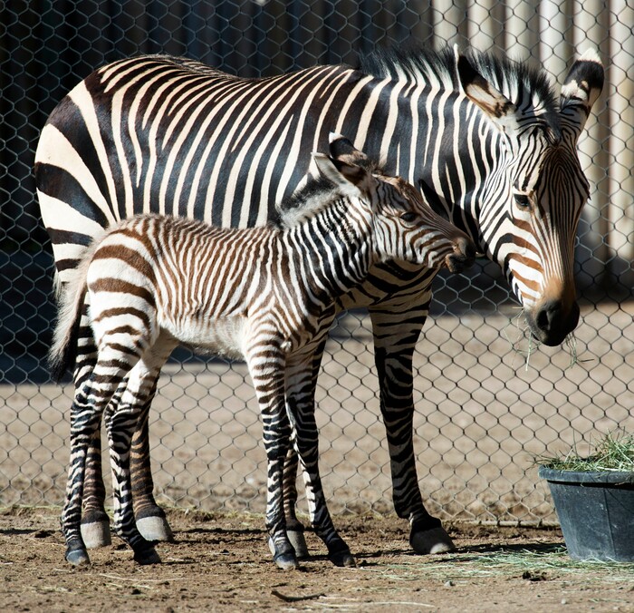 (Rick Egan  |  The Salt Lake Tribune)   Ziva the Zebra and her baby, born Saturday at Hogle Zoo. Thursday, June 7, 2018.