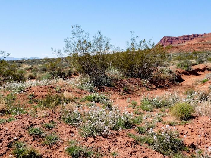 Erin Alberty  |  The Salt Lake Tribune

Wildflowers color the desert April 1, 2017 near the road ther Warner Valley, south of Hurricane.
