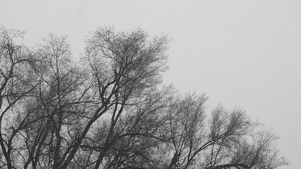 (Mark Hansen | The Salt Lake Tribune) Snow falls on trees in Millcreek on Sunday as the Wasatch Mountains are obscured by fog in the background.