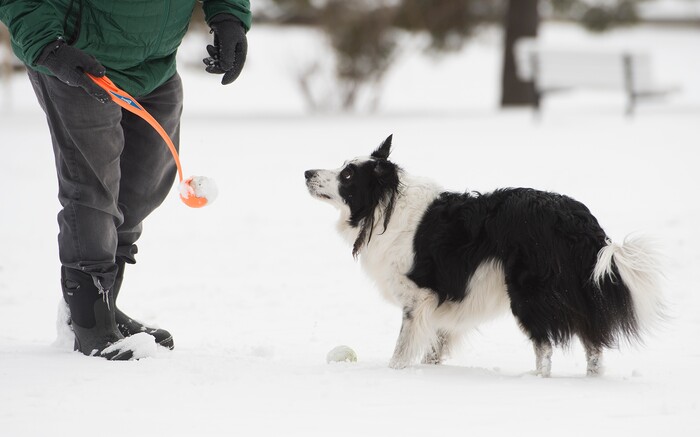(Leah Hogsten  |  The Salt Lake Tribune)  Every day- whether sun, rain, wind or snow- Lebowski, 8, a Border Collie, mini-Australian Shepherd needs to release pent up energy, although snow days are his favorite time to play. Lebowski fetches tennis balls thrown by his owner John Worthington in Ogden, Sunday, March 4, 2018.