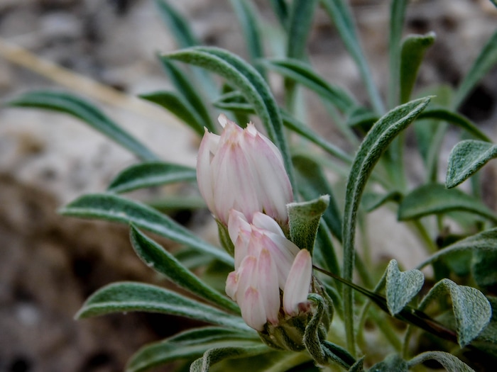 Erin Alberty  |  The Salt Lake TribuneA tiny daisy prepares to bloom May 29, 2017 in Box Canyon at Dinosaur National Monument.