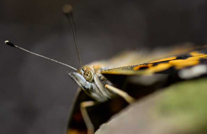 (Francisco Kjolseth  |  The Salt Lake Tribune)  The Loveland Living Planet Aquarium gets ready to put on display 650 Painted Lady butterflies as part of their Journey to South America gallery which opens to the public on Friday. In the Spring they plan to add more species to the exhibit.